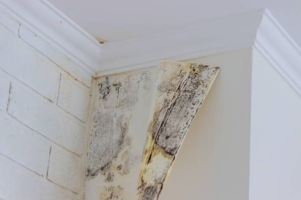 Why You Should Choose Our Mold Remediation Services in Town And Country, MO